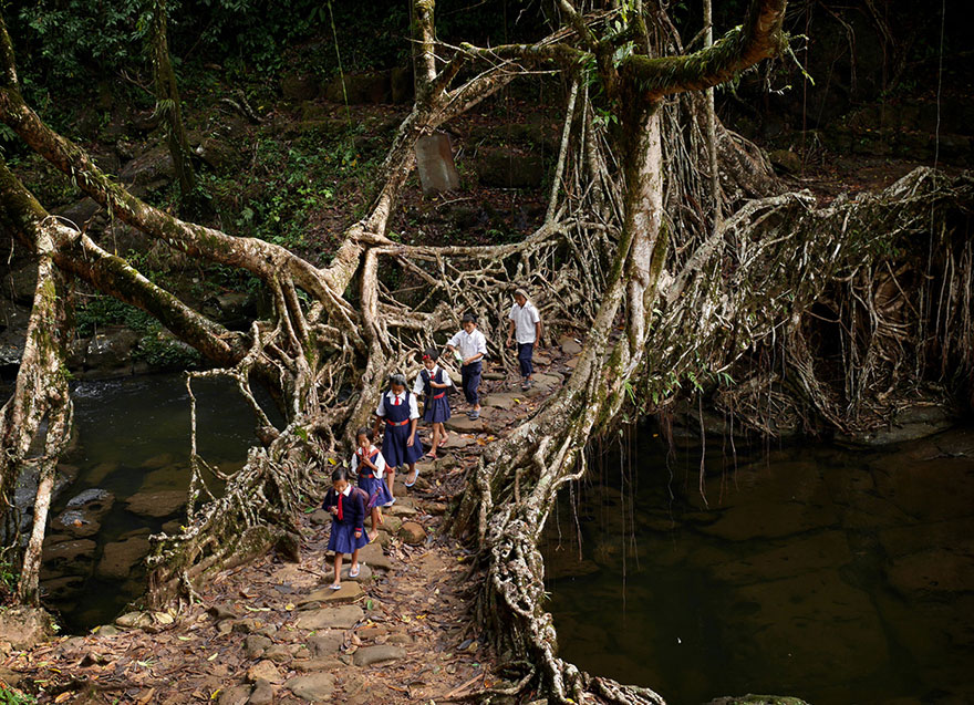 11_tree_root