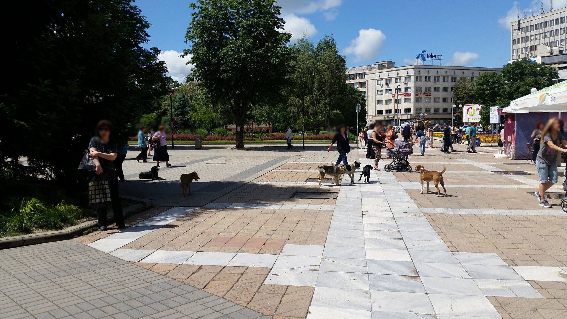 bezdomni_kucheta_pleven (1)