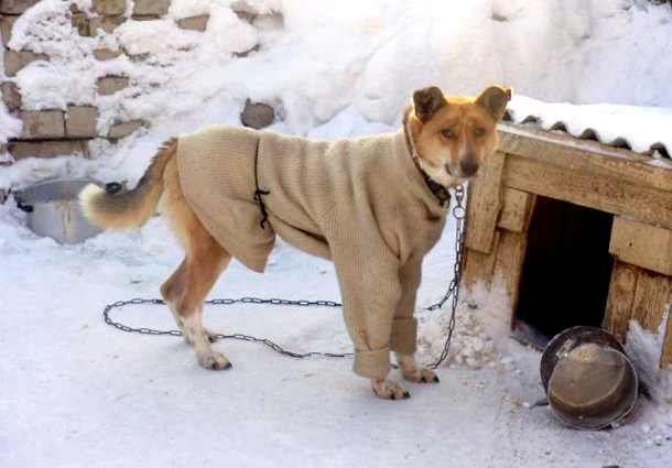 Дог Скайуокър