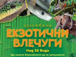 Изложба на екзотични ВЛЕЧУГИ