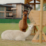 New Animals(24)